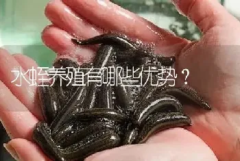 水蛭养殖有哪些优势?