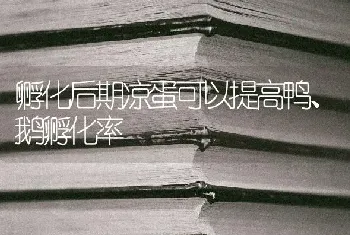 孵化后期凉蛋可以提高鸭、鹅孵化率