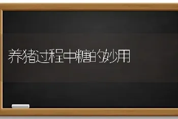 养猪过程中糖的妙用