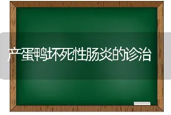 产蛋鸭坏死性肠炎的诊治