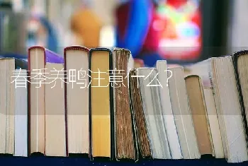 春季养鸭注意什么?