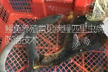 鳗鱼养殖常见病鳗匹里虫病防治技术