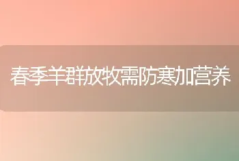 春季羊群放牧需防寒加营养