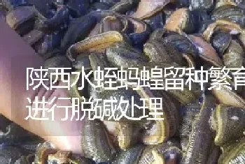 陕西水蛭蚂蝗留种繁育如何进行脱碱处理