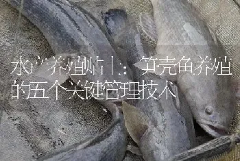 水产养殖贴士：笋壳鱼养殖的五个关键管理技术