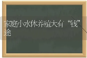 家庭小水体养殖大有“钱”途