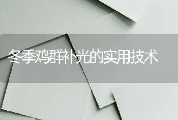 冬季鸡群补光的实用技术