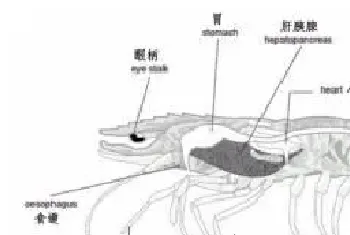 南美白对虾常用饲料原料的消化率研究进展