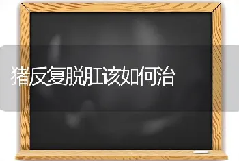 猪反复脱肛该如何治