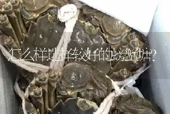 怎么样选择较好的螃蟹塘?