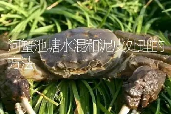 河蟹池塘水混和泥皮处理的方法