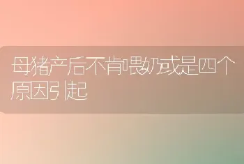 母猪产后不肯喂奶或是四个原因引起