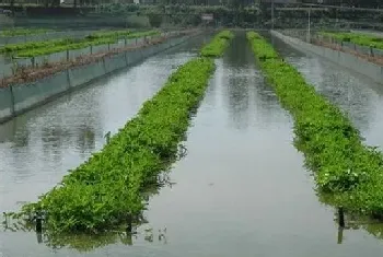 夏季高温季节泥鳅养殖管理要点