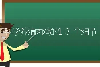 科学养殖肉鸡的13个细节