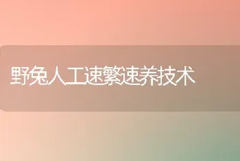 野兔人工速繁速养技术