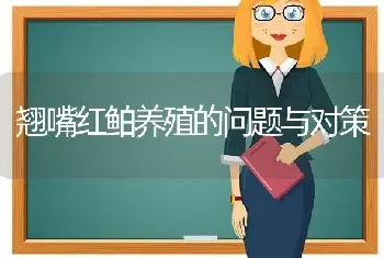 翘嘴红鲌养殖的问题与对策