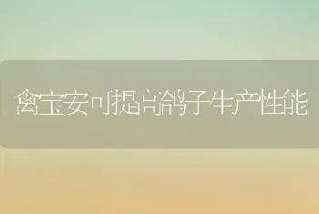 禽宝安可提高鸽子生产性能