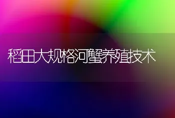 稻田大规格河蟹养殖技术