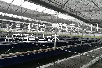 水蛭(蚂蝗)养殖技术之日常养殖管理技术