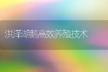 洪泽湖鹅高效养殖技术