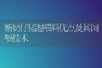 断奶仔猪湿喂料优点及其饲喂技术