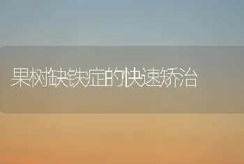 雏鸡10周龄重新组群好