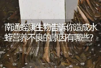 南通蛭康生物告诉你造成水蛭营养不良的原因有哪些?