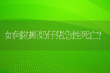 如何防断奶仔猪急性死亡?