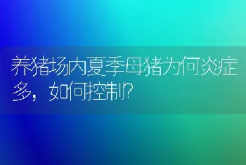 养猪场内夏季母猪为何炎症多,如何控制?