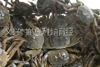 义兴村的蟹种培育经