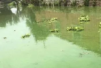 PH值高?蓝藻爆发?氨氮、亚盐居高不下?水草老化死亡?小龙虾大量死亡?