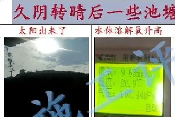 近期南美白对虾异常不要漏检裸甲藻