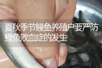 夏秋季节鳗鱼养殖户要严防鳗鱼败血症的发生