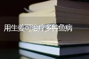 用生姜可治疗多种鱼病