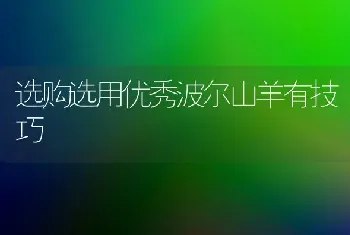 选购选用优秀波尔山羊有技巧