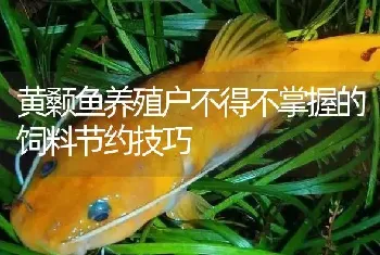 黄颡鱼养殖户不得不掌握的饲料节约技巧