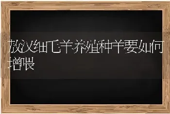 敖汉细毛羊养殖种羊要如何增喂