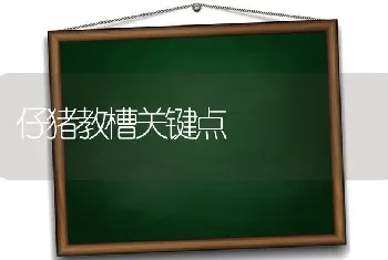 仔猪教槽关键点