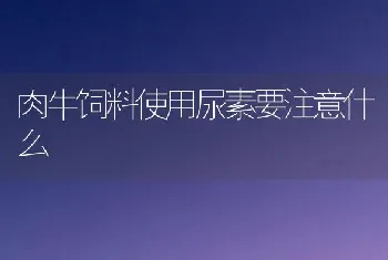 肉牛饲料使用尿素要注意什么