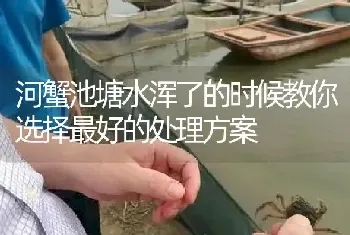 河蟹池塘水浑了的时候教你选择最好的处理方案