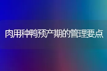 肉用种鸭预产期的管理要点