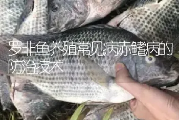 罗非鱼养殖常见病赤鳍病的防治技术