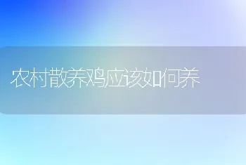 农村散养鸡应该如何养