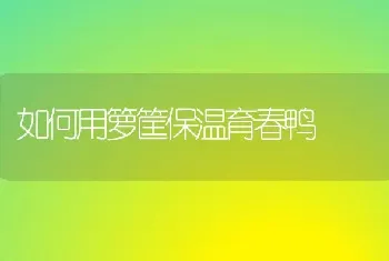 如何用箩筐保温育春鸭