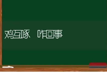 鸡互啄 咋回事