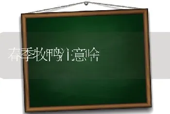 春季牧鸭注意啥