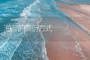 海参的繁衍方式