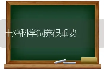 土鸡科学饲养很重要