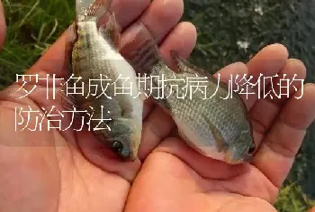 罗非鱼成鱼期抗病力降低的防治方法