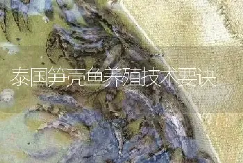 泰国笋壳鱼养殖技术要诀